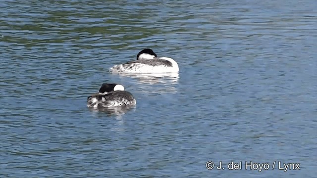 Clark's Grebe - ML201452541