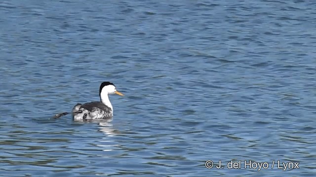 Clark's Grebe - ML201452561