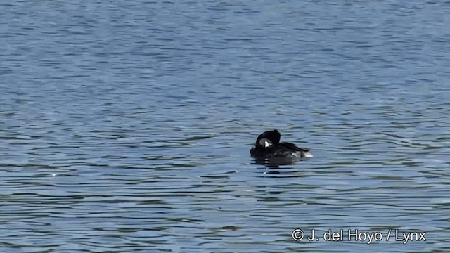 Western Grebe - ML201452621