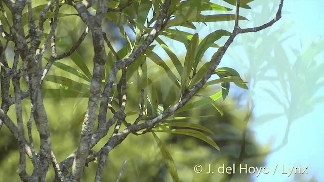 New Zealand Fantail - ML201452641