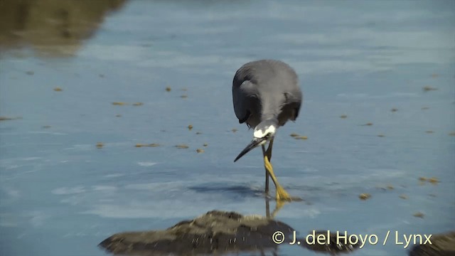 White-faced Heron - ML201452681