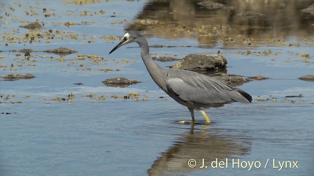 White-faced Heron - ML201452691