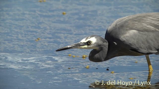 White-faced Heron - ML201452711