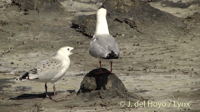 ギンカモメ（scopulinus） - ML201452761