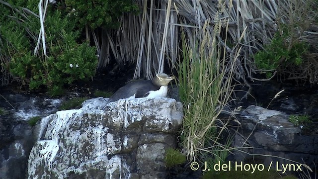 Pingüino Ojigualdo - ML201452771