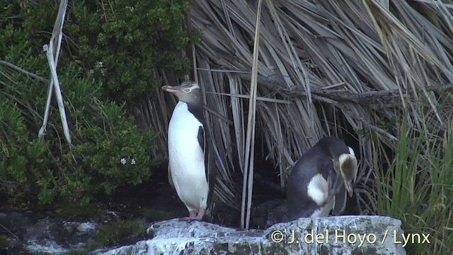 Yellow-eyed Penguin - ML201452801