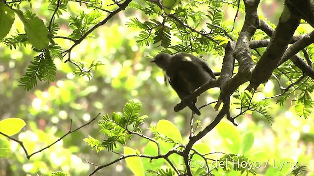 New Zealand Bellbird - ML201452881