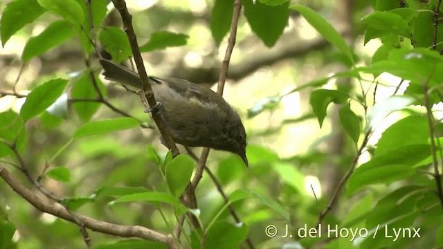 New Zealand Bellbird - ML201452891