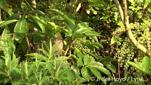 New Zealand Bellbird - ML201452921