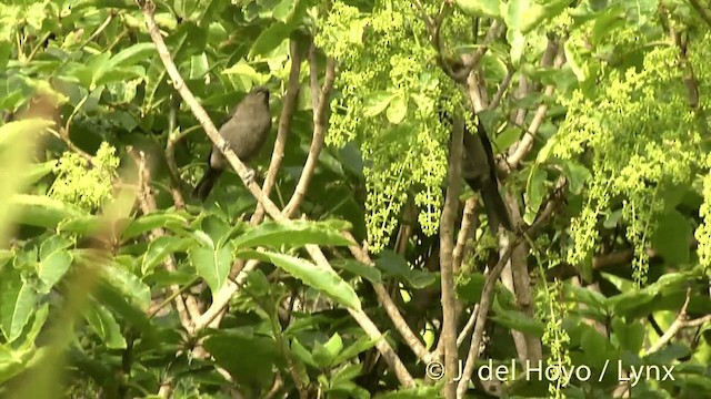 New Zealand Bellbird - ML201452941