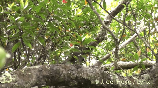 New Zealand Bellbird - ML201452951