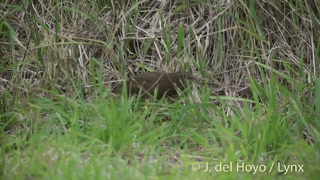 Snares Island Snipe - ML201452961