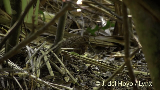 Snares Island Snipe - ML201452971