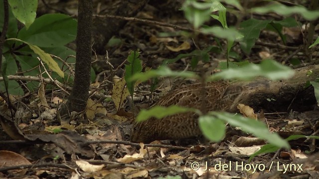 Snares Island Snipe - ML201452981