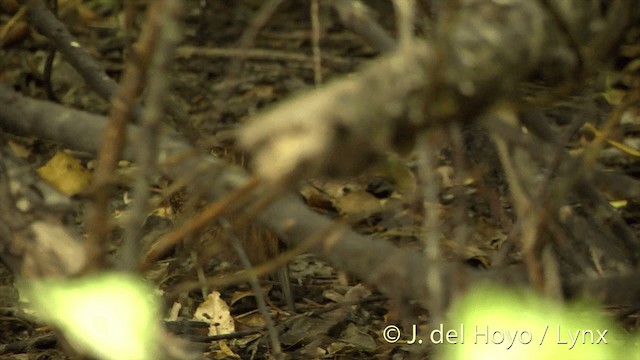 Snares Island Snipe - ML201452991