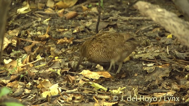 Баранець субантарктичний - ML201453001