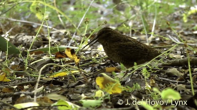 Snares Island Snipe - ML201453011