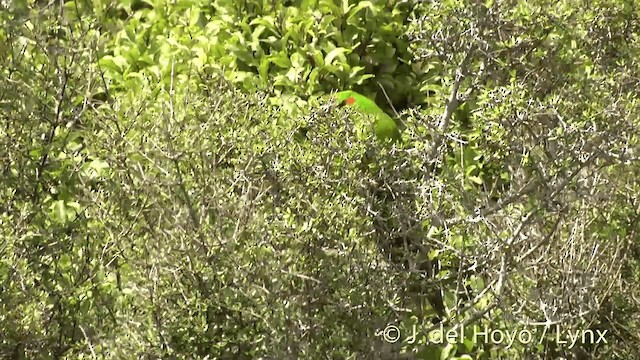 Red-crowned Parakeet - ML201453021