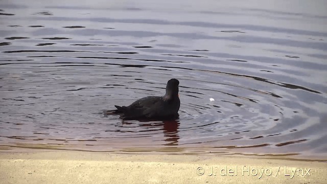 Variable Oystercatcher - ML201453061