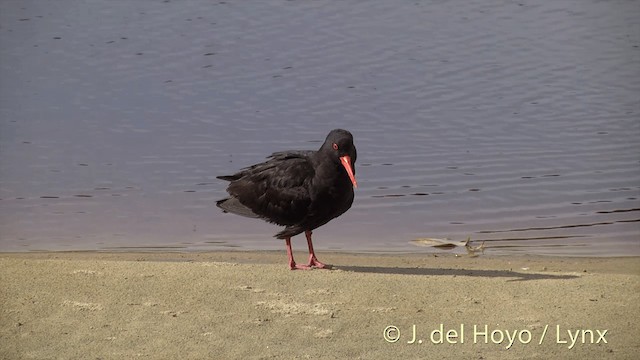 Variable Oystercatcher - ML201453071