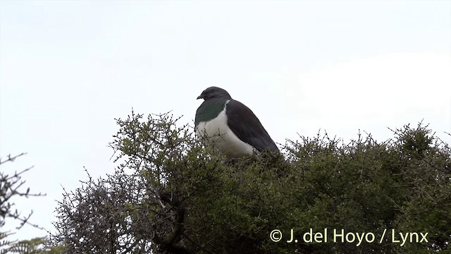 holub maorský (ssp. novaeseelandiae) - ML201453091