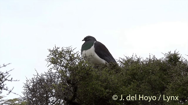 Yeni Zelanda Güvercini (novaeseelandiae) - ML201453091