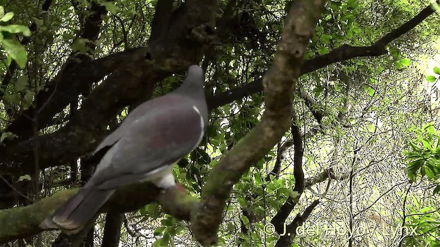 Yeni Zelanda Güvercini - ML201453101