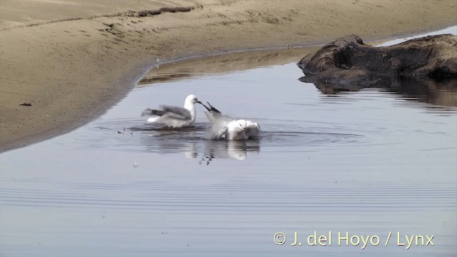 Gaviota Plateada (neozelandesa) - ML201453111