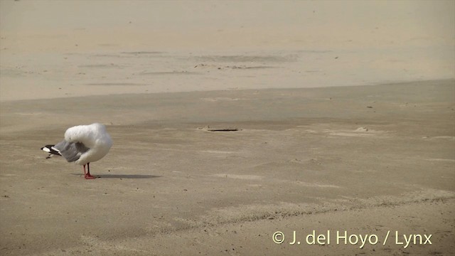 Silver Gull (Red-billed) - ML201453131