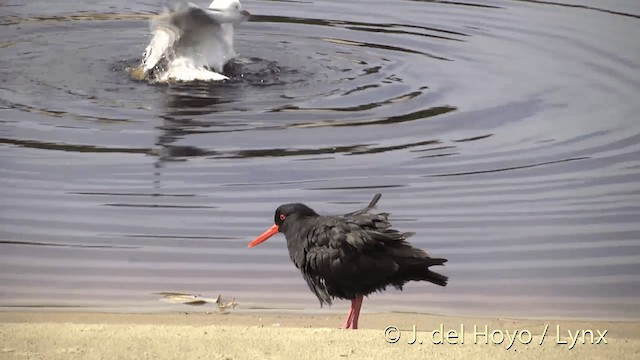 Variable Oystercatcher - ML201453141