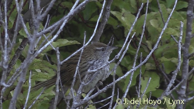 New Zealand Fernbird (New Zealand) - ML201453171