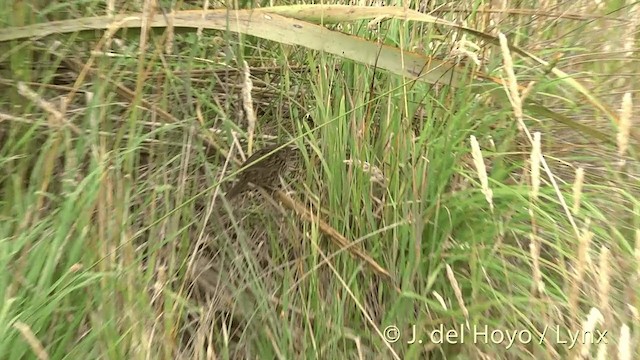 New Zealand Fernbird (New Zealand) - ML201453181
