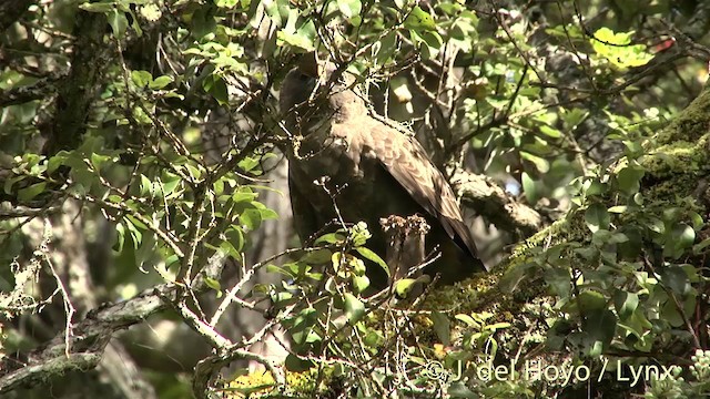 Канюк-отшельник - ML201453261