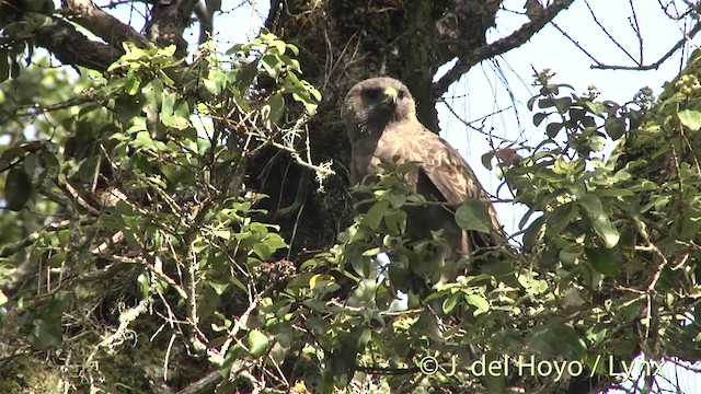 Канюк-отшельник - ML201453271