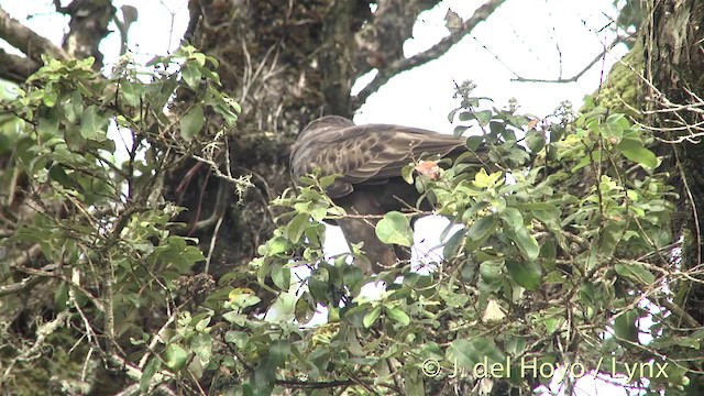 Hawaiian Hawk - ML201453281