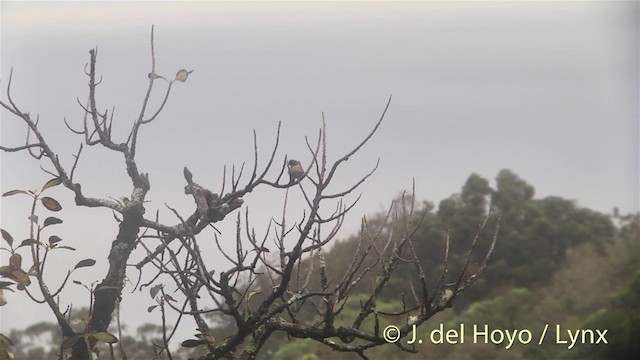 Oahu Amakihi - ML201453291