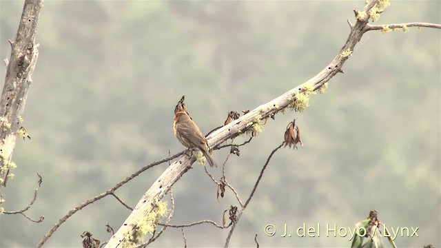 House Finch - ML201453301