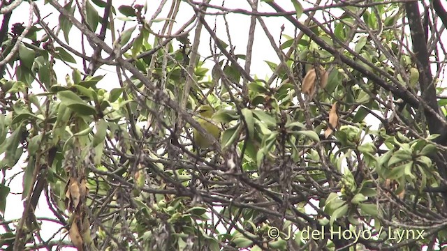 Hawaii-Amakihikleidervogel (virens) - ML201453351