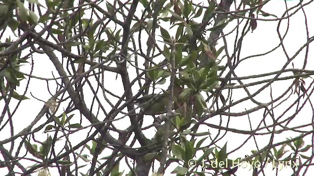 Hawaii-Amakihikleidervogel (virens) - ML201453361