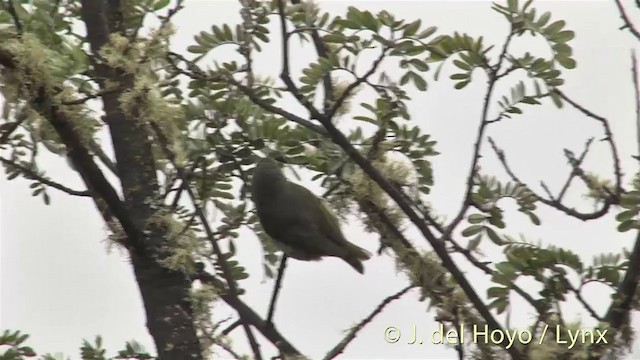 Hawaii-Amakihikleidervogel (virens) - ML201453371