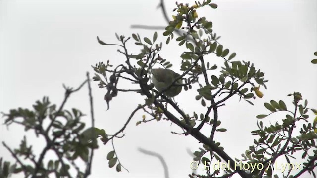 Hawaii-Amakihikleidervogel (virens) - ML201453381