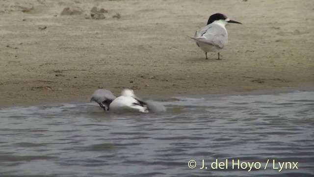 Silver Gull (Red-billed) - ML201453391