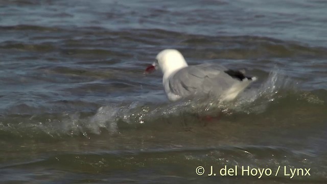 Silver Gull (Red-billed) - ML201453401