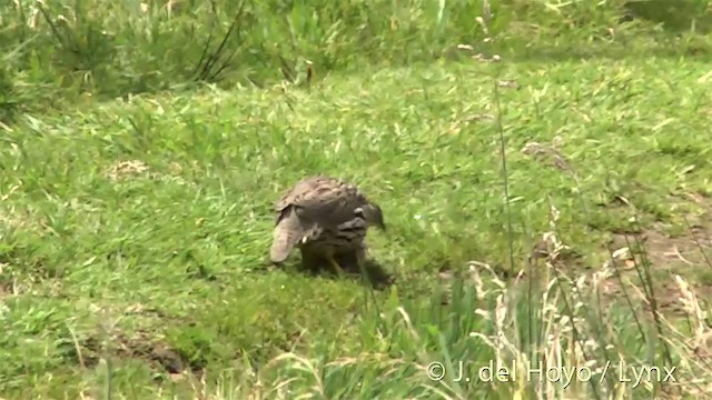 Francolin d'Erckel - ML201453531