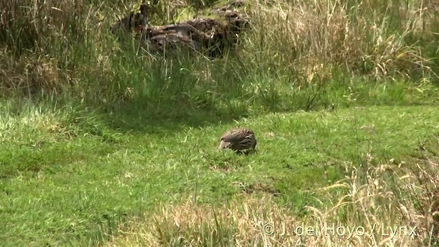 Erckel's Spurfowl - ML201453541