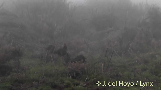 Kalij Pheasant - ML201453621