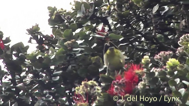 Warbling White-eye - ML201453691