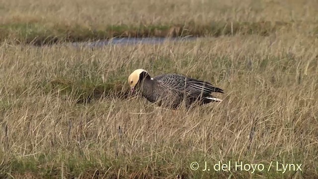 husa císařská - ML201453941