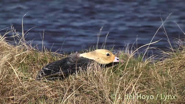 husa císařská - ML201453951