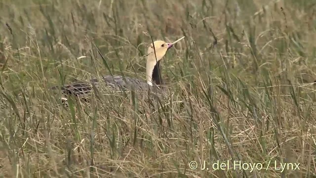 husa císařská - ML201453971